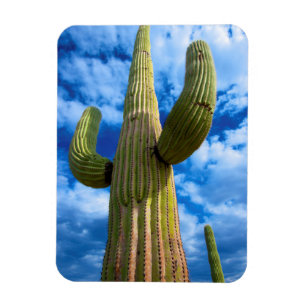 Ímã Retrato do cacto Saguaro, Arizona