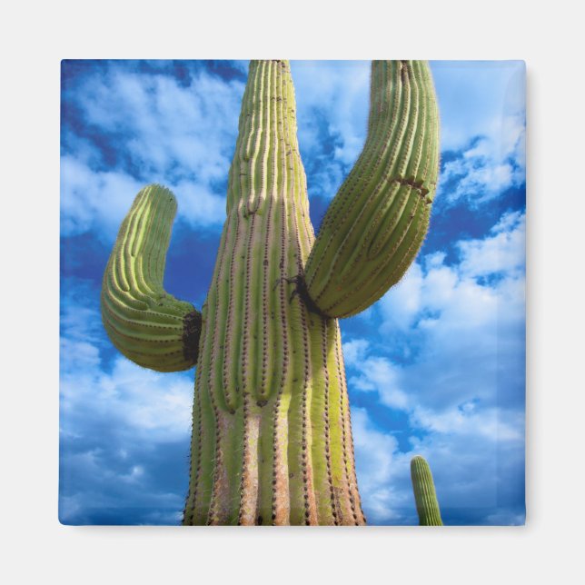 Imã Retrato do cacto Saguaro, Arizona (Frente)