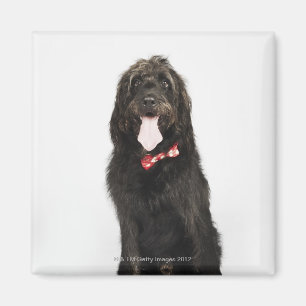 Imã Retrato do cão de Labradoodle
