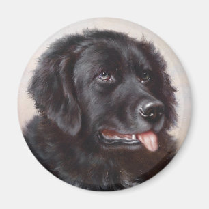Imã Retrato do cão de Terra Nova