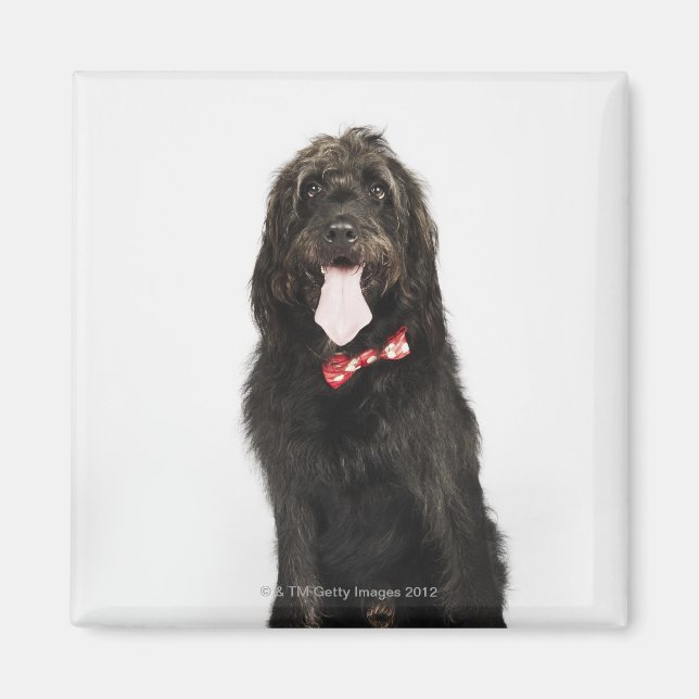 Imã Retrato do cão Labradoodle (Frente)