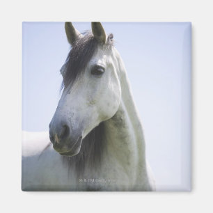 Imã retrato do cavalo branco