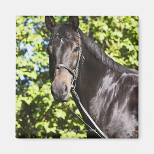 Imã retrato do cavalo marrom 2