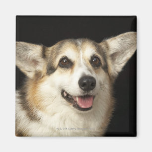 Imã Retrato do Corgi preto, marrom e branco