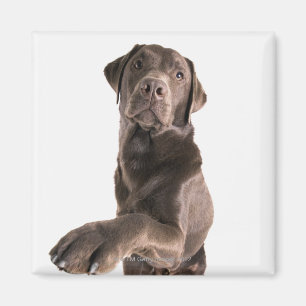 Imã Retrato do estúdio do chocolate Labrador