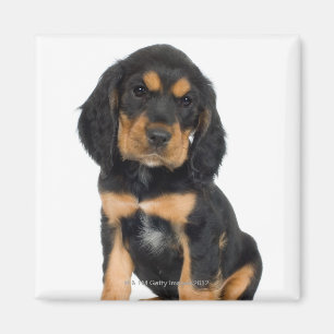 Imã Retrato do estúdio do filhote de cachorro de