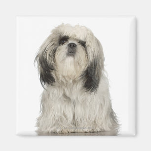 Imã Retrato do filhote de cachorro do terrier tibetano