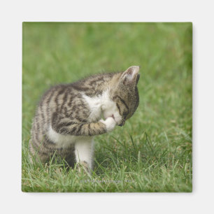 Imã Retrato do gato