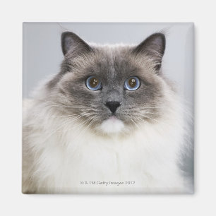 Imã Retrato do gato de Ragdoll