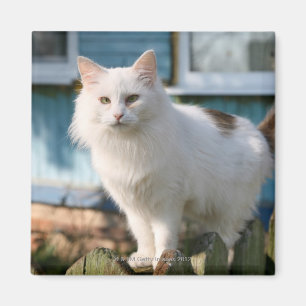Imã Retrato do gato na cerca