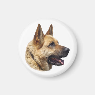 Imã Retrato do German shepherd alsaciano