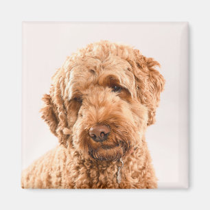 Imã Retrato do Goldendoodle Studio