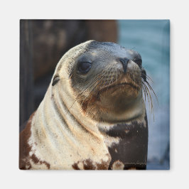 Imã Retrato do Leão do Mar