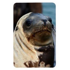 Ímã Retrato do Leão do Mar