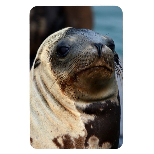 Ímã Retrato do Leão do Mar (Vertical)