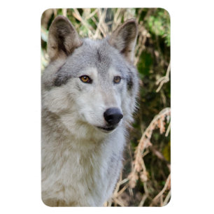 Ímã Retrato do lobo