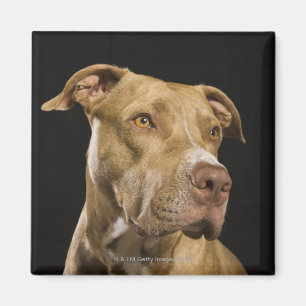 Imã Retrato do pitbull vermelho do nariz com preto