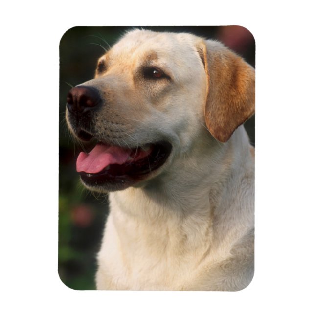 Ímã Retrato do Retriever do Labrador, Hilton (Vertical)