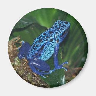 Imã Retrato do Sapo de Seta Venenosa Azul