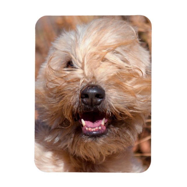 Ímã Retrato do Soft Coated Wheaten Terrier (Vertical)