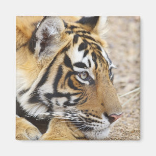 Imã Retrato do Tigre-de-bengala-real, Ranthambhor