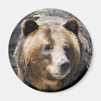 Imã Retrato do Urso Grizzly
