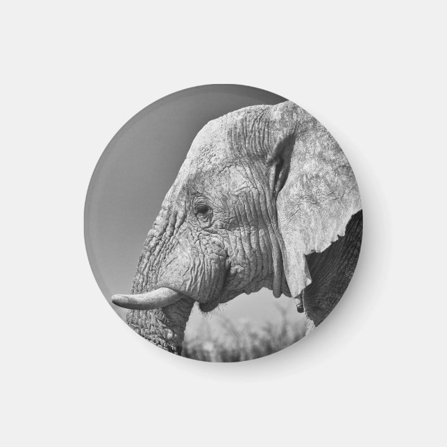 Imã Retrato elefante (Frente)