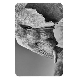 Ímã Retrato elefante