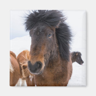 Imã Retrato Engraçado de Cavalo Islandês