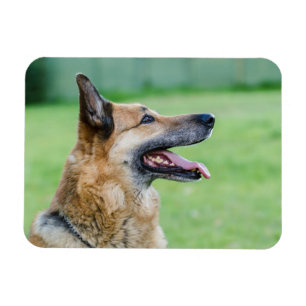 Ímã Retrato German shepherd