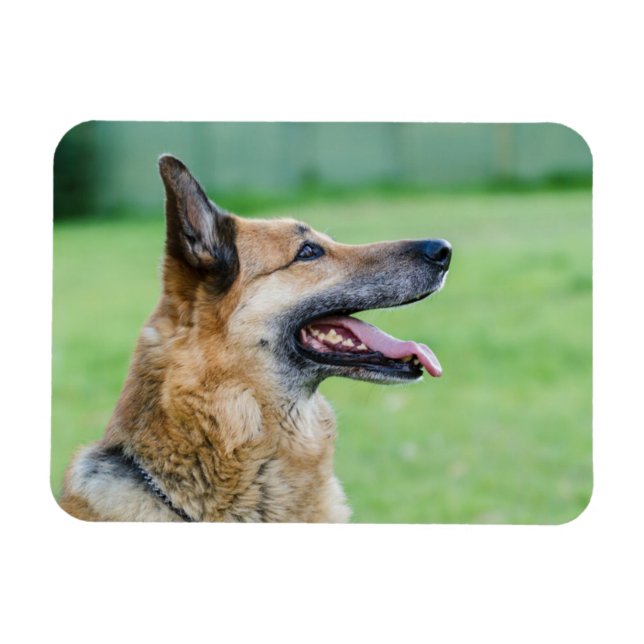 Ímã Retrato lateral do german shepherd (Horizontal)