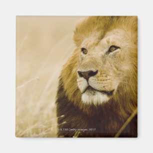 Imã Retrato masculino do leão (Panthera leo), Masai