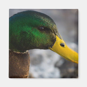 Imã Retrato masculino do pato selvagem
