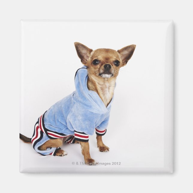 Imã Retrato Quirky de um Teacup Chihuahua (Frente)