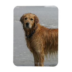 Ímã Retreiver dourado no mar