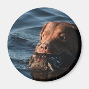 Imã Retriever de baía de Chesapeake