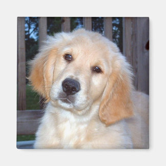 Imã Retriever de ouro
