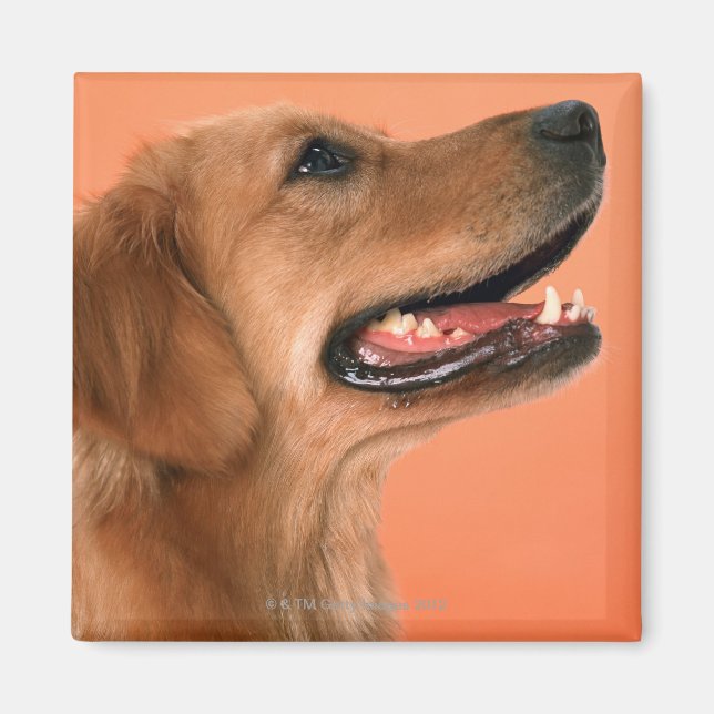 Imã Retriever de ouro 7 (Frente)