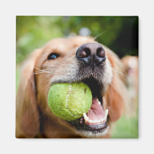 Imã Retriever De Ouro Com Bola De Tênis