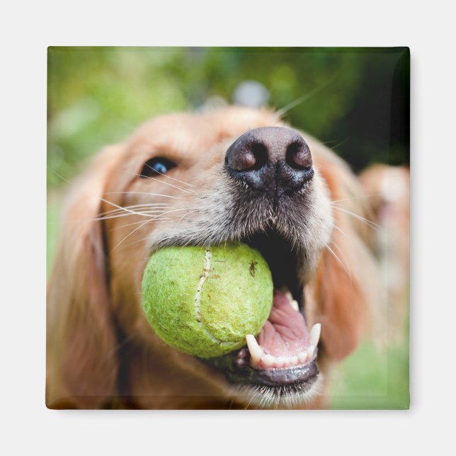 Imã Retriever De Ouro Com Bola De Tênis (Frente)