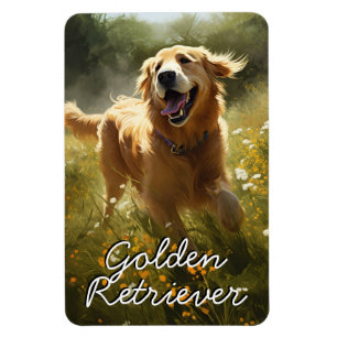 Ímã Retriever de ouros em um campo iluminado por sol