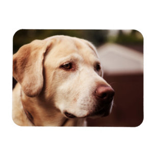 Ímã Retriever Labrador