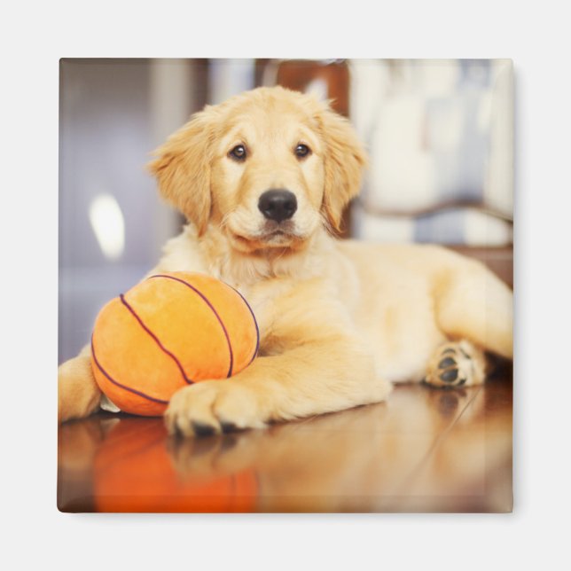 Imã Retriever Ouro Com Brinquedo De Basquete (Frente)
