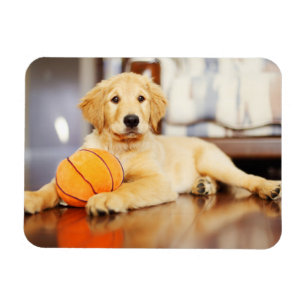 Ímã Retriever Ouro Com Brinquedo De Basquete