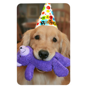 Ímã Retriever ouro com Feliz Chapéu de Aniversário e B