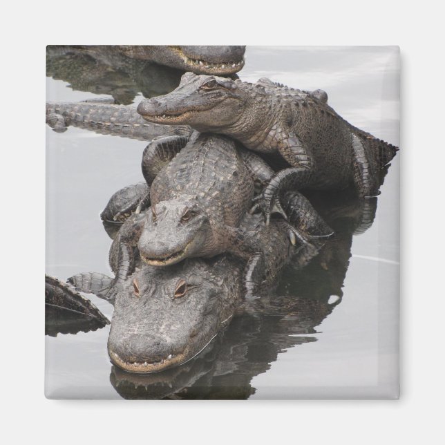 Imã Reunião da família Gator (Frente)