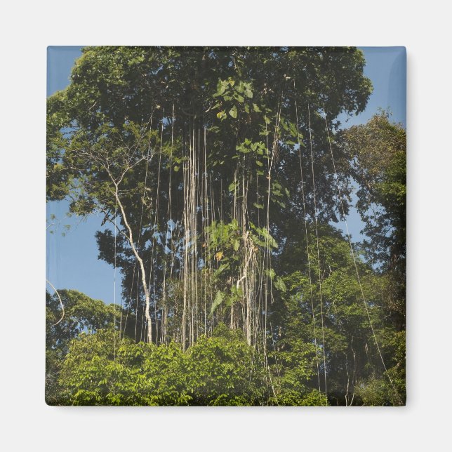 Imã Rewa River edge RainForest Guiana (Frente)