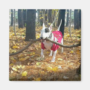 Imã Rex Autumn stick of the day