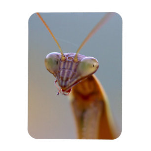 Ímã Rezando Mantids