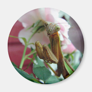 Imã Rezando Mantis